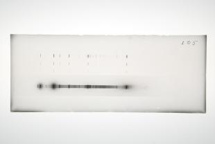 plate with "sensitized fluorescence" spectrum of mercury and water