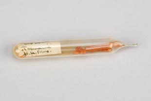 crocoite samples in sealed glass tube
