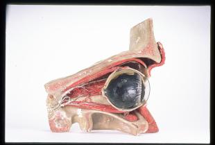 clastic model of the eye