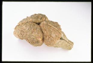 clastic model of a cat brain